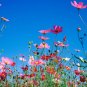 Garden Cosmos, Cosmos Bipinnatus Seed 1000 PCS, Mexican Aster Bosiju