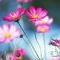 Garden Cosmos, Cosmos Bipinnatus Seed 1000 PCS, Mexican Aster Bosiju