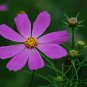 Garden Cosmos, Cosmos Bipinnatus Seed 1000 PCS, Mexican Aster Bosiju
