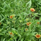 Gaillardia Pulchella, Indian Blanket Seed 2000 PCS, Tian Ren Ju