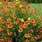 Gaillardia Pulchella, Indian Blanket Seed 2000 PCS, Tian Ren Ju