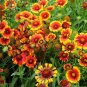 Gaillardia Pulchella, Indian Blanket Seed 2000 PCS, Tian Ren Ju