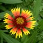 Gaillardia Pulchella, Indian Blanket Seed 2000 PCS, Tian Ren Ju