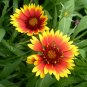 Gaillardia Pulchella, Indian Blanket Seed 2000 PCS, Tian Ren Ju