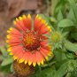 Gaillardia Pulchella, Indian Blanket Seed 2000 PCS, Tian Ren Ju