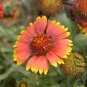 Gaillardia Pulchella, Indian Blanket Seed 2000 PCS, Tian Ren Ju