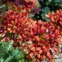 Gaillardia Pulchella, Indian Blanket Seed 2000 PCS, Tian Ren Ju