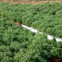 Florist's Daisy, Chrysanthemum Morifolium Seeds 2000 PCS, Di Bei Ju