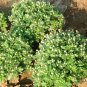 Florist's Daisy, Chrysanthemum Morifolium Seeds 2000 PCS, Di Bei Ju