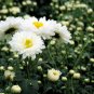 Florist's Daisy, Chrysanthemum Morifolium Seeds 2000 PCS, Di Bei Ju