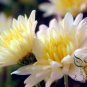 Florist's Daisy, Chrysanthemum Morifolium Seeds 2000 PCS, Di Bei Ju