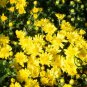 Florist's Daisy, Chrysanthemum Morifolium Seeds 2000 PCS, Di Bei Ju