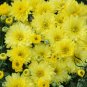 Florist's Daisy, Chrysanthemum Morifolium Seeds 2000 PCS, Di Bei Ju