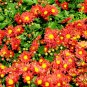 Florist's Daisy, Chrysanthemum Morifolium Seeds 2000 PCS, Di Bei Ju