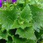 Florist's Cineraria, Pericallis Hybrida Seed 2000 PCS, Gua Ye Ju