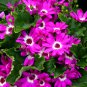 Florist's Cineraria, Pericallis Hybrida Seed 2000 PCS, Gua Ye Ju