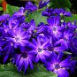 Florist's Cineraria, Pericallis Hybrida Seed 2000 PCS, Gua Ye Ju
