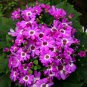 Florist's Cineraria, Pericallis Hybrida Seed 2000 PCS, Gua Ye Ju