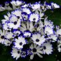 Florist's Cineraria, Pericallis Hybrida Seed 2000 PCS, Gua Ye Ju