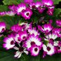 Florist's Cineraria, Pericallis Hybrida Seed 2000 PCS, Gua Ye Ju