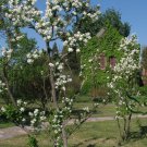 Exochorda Racemosa, Common Pearlbush Seed 500 PCS, Pearlbush Bai Juan Mei
