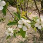 Exochorda Racemosa, Common Pearlbush Seed 500 PCS, Pearlbush Bai Juan Mei