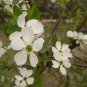 Exochorda Racemosa, Common Pearlbush Seed 500 PCS, Pearlbush Bai Juan Mei