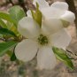Exochorda Racemosa, Common Pearlbush Seed 500 PCS, Pearlbush Bai Juan Mei