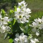 Exochorda Racemosa, Common Pearlbush Seed 500 PCS, Pearlbush Bai Juan Mei