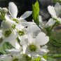 Exochorda Racemosa, Common Pearlbush Seed 500 PCS, Pearlbush Bai Juan Mei