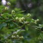Exochorda Racemosa, Common Pearlbush Seed 500 PCS, Pearlbush Bai Juan Mei