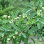 Exochorda Racemosa, Common Pearlbush Seed 500 PCS, Pearlbush Bai Juan Mei