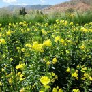 Evening Primrose, Oenothera Biennis Seed 1000 PCS, Sun Drop Yelai Xiang