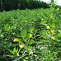 Evening Primrose, Oenothera Biennis Seed 1000 PCS, Sun Drop Yelai Xiang