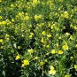 Evening Primrose, Oenothera Biennis Seed 1000 PCS, Sun Drop Yelai Xiang