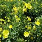 Evening Primrose, Oenothera Biennis Seed 1000 PCS, Sun Drop Yelai Xiang