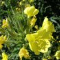 Evening Primrose, Oenothera Biennis Seed 1000 PCS, Sun Drop Yelai Xiang