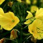 Evening Primrose, Oenothera Biennis Seed 1000 PCS, Sun Drop Yelai Xiang