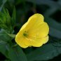 Evening Primrose, Oenothera Biennis Seed 1000 PCS, Sun Drop Yelai Xiang