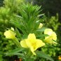 Evening Primrose, Oenothera Biennis Seed 1000 PCS, Sun Drop Yelai Xiang