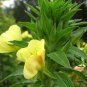 Evening Primrose, Oenothera Biennis Seed 1000 PCS, Sun Drop Yelai Xiang