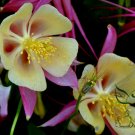 European Columbine, Aquilegia Viridiflora Seed 2000 PCS, Columbine Lou Dou Cai