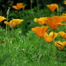 Eschscholzia Californica, Golden Poppy Seed 2000 PCS, Hualing Cao