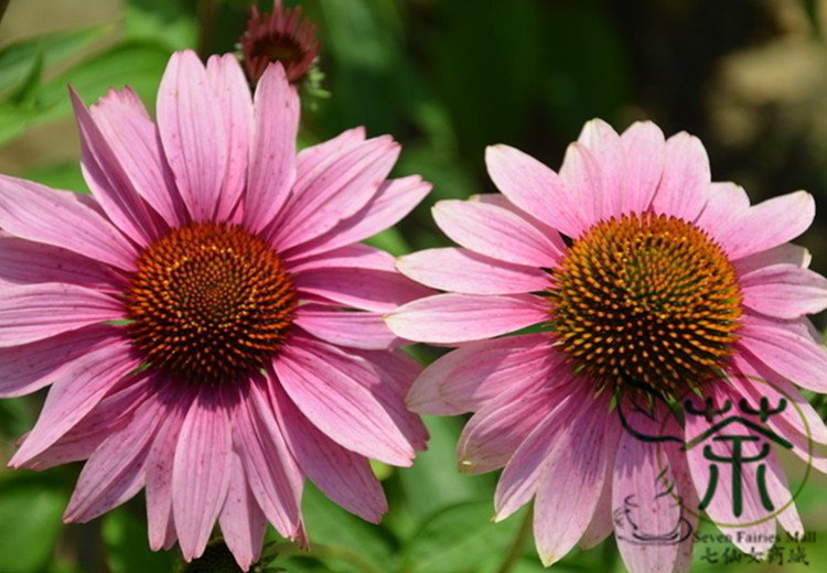 Echinacea Purpurea, Hedgehog Coneflower Seed 1000 PCS, Song Guo Ju