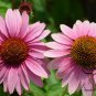 Echinacea Purpurea, Hedgehog Coneflower Seed 1000 PCS, Song Guo Ju