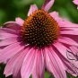 Echinacea Purpurea, Hedgehog Coneflower Seed 1000 PCS, Song Guo Ju