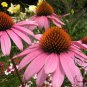 Echinacea Purpurea, Hedgehog Coneflower Seed 1000 PCS, Song Guo Ju