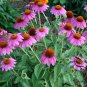 Echinacea Purpurea, Hedgehog Coneflower Seed 1000 PCS, Song Guo Ju