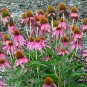 Echinacea Purpurea, Hedgehog Coneflower Seed 1000 PCS, Song Guo Ju