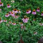 Echinacea Purpurea, Hedgehog Coneflower Seed 1000 PCS, Song Guo Ju